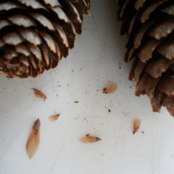 Location: Home - Middle Tennessee
Date: 2011-11-10
dried cones have opened to disperse the seeds