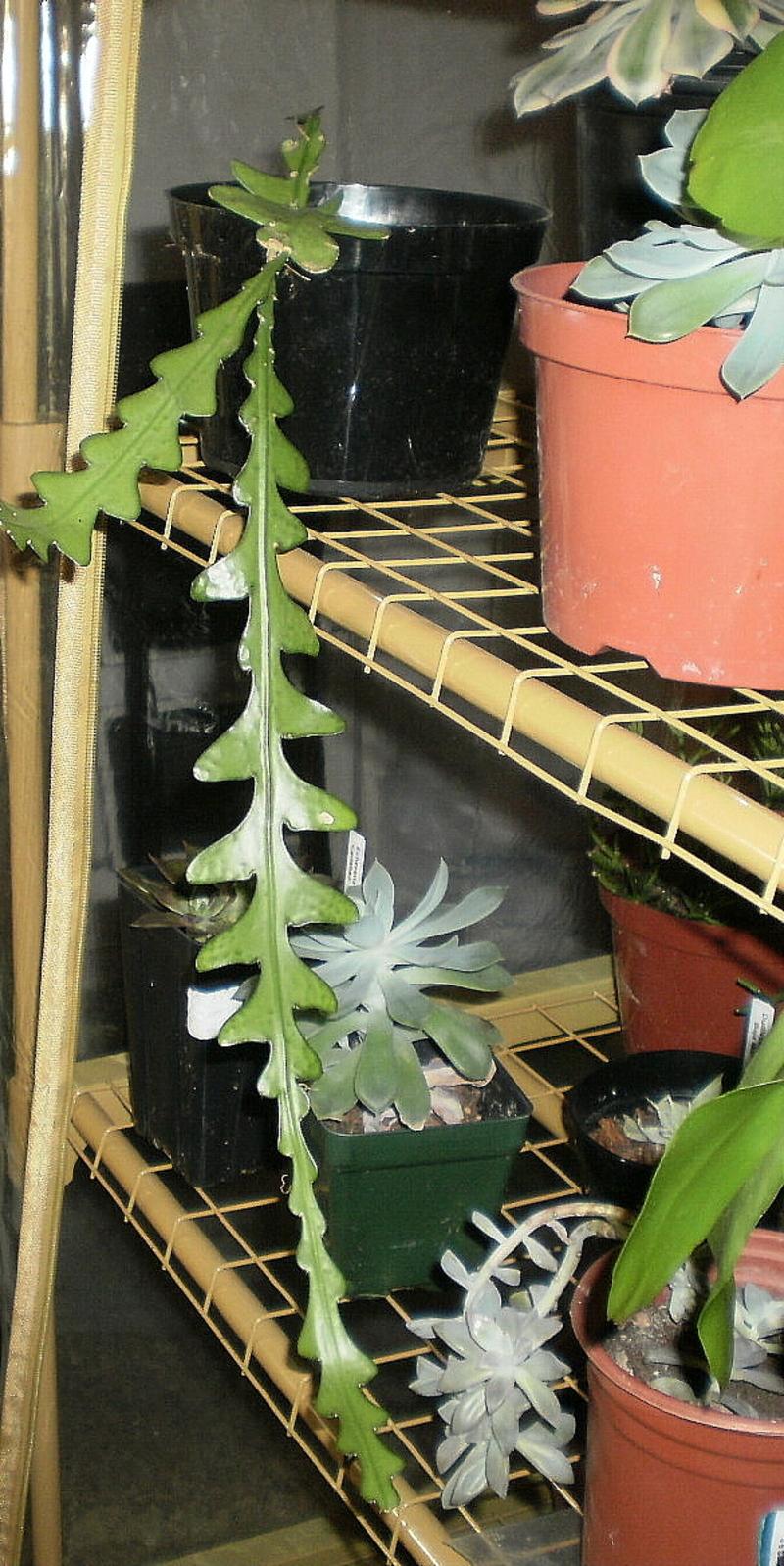 Photo of Ric-Rac Cactus (Disocactus anguliger) uploaded by SongofJoy