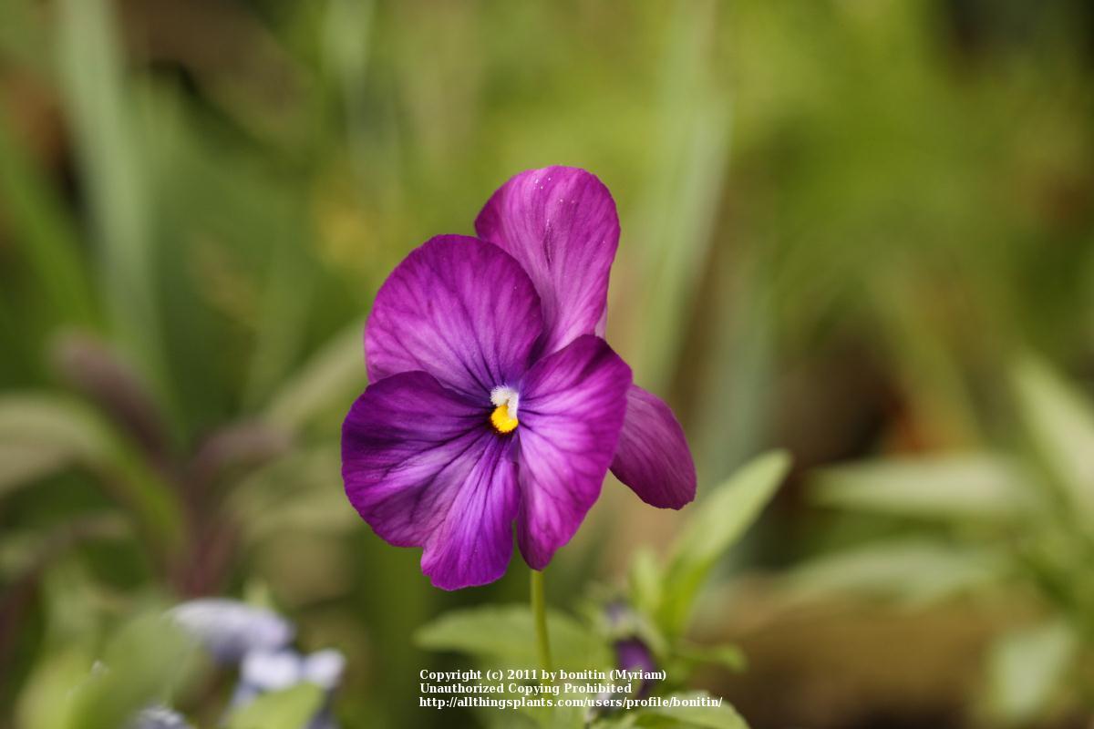 Photo of Horned Violet (Viola cornuta) uploaded by bonitin
