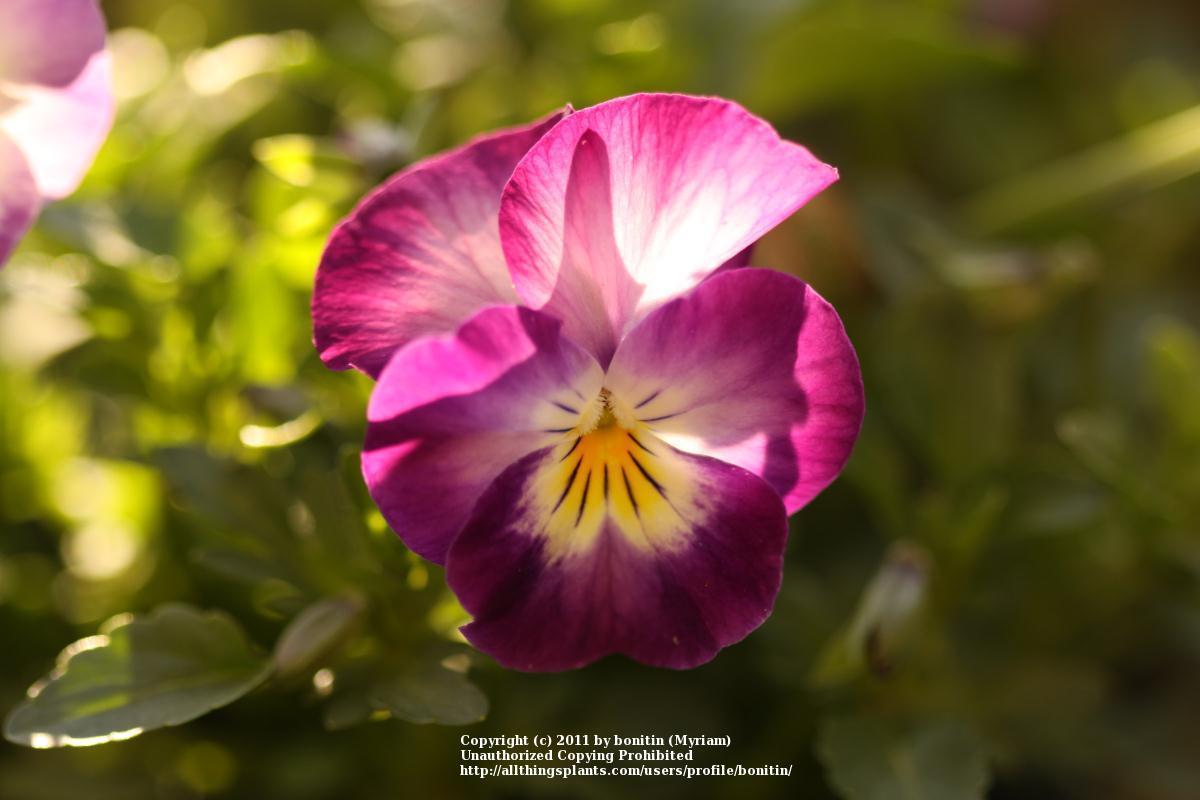 Photo of Horned Violet (Viola cornuta) uploaded by bonitin