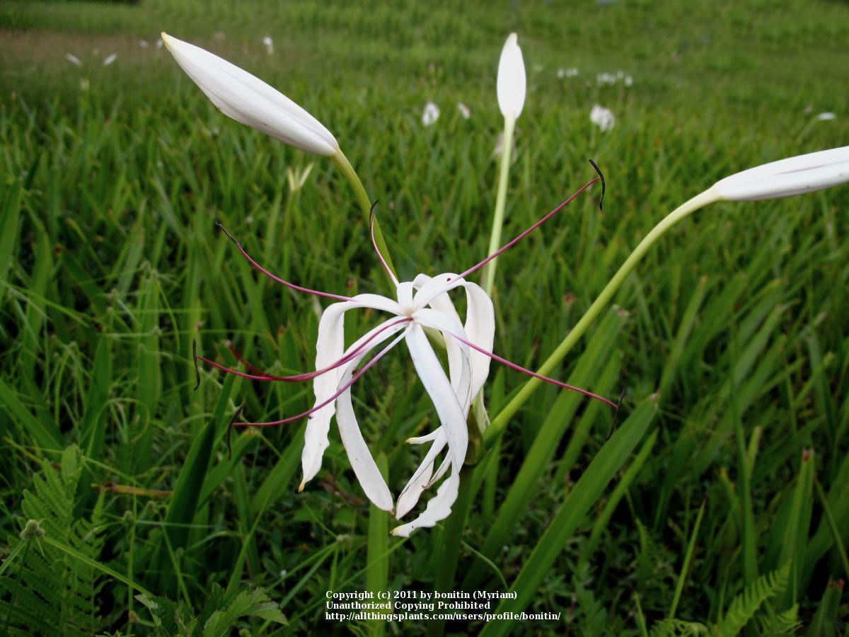 Photo of Crinum Lily (Crinum americanum) uploaded by bonitin