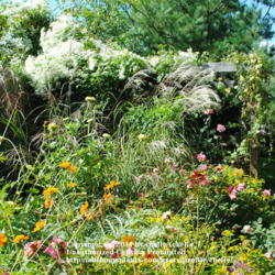 Location: My Northeastern Indiana Gardens - Zone 5b
Date: 2011-09-20
(Foreground) - In the \"cottage garden\".