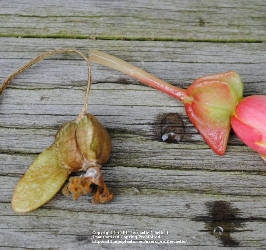 Photo of Hybrid Tuberous Begonia (Begonia x tuberhybrida) uploaded by chelle