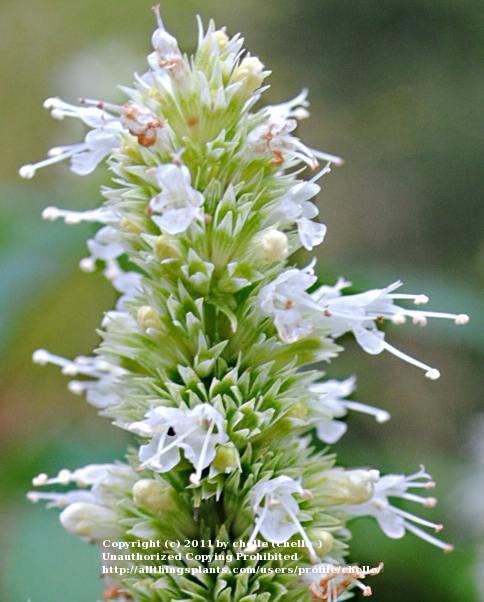 Photo of White Giant Hyssop (Agastache micrantha) uploaded by chelle