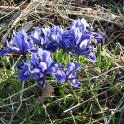 Location: Indiana  Zone 5
Date: 2009-03-15
one of the first colors of spring