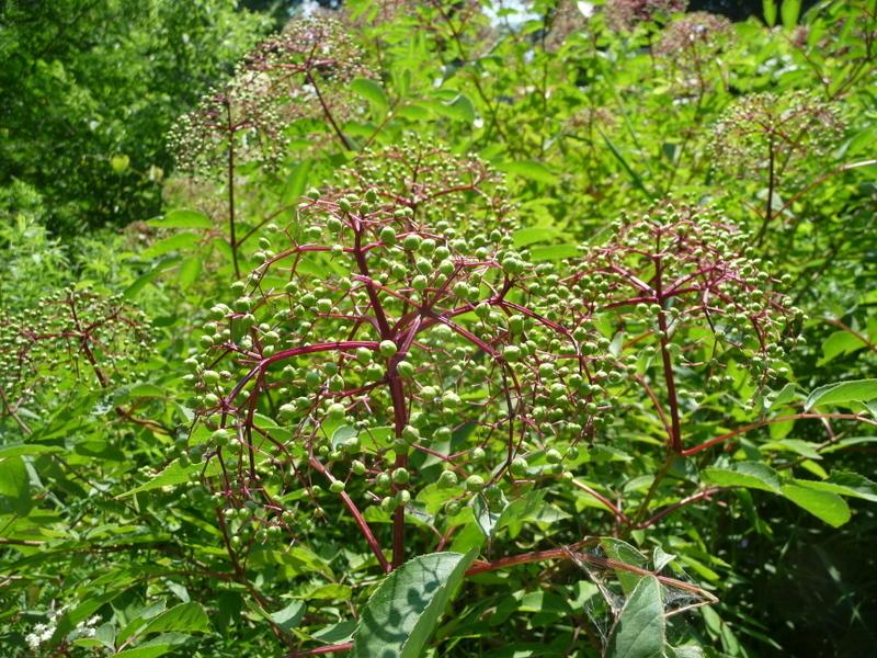 Photo of Elderberry (Sambucus nigra) uploaded by gardengus