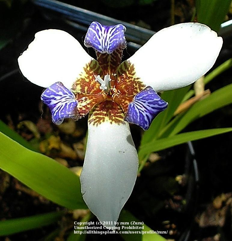 Photo of Walking Iris (Trimezia gracilis) uploaded by zuzu