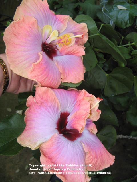 Photo of Tropical Hibiscus (Hibiscus rosa-sinensis 'Rum Runner') uploaded by Bubbles