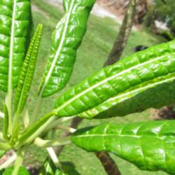 Location: Southeast Florida
Date: summer 2011
Plumeria alba has very distinctive leaves.