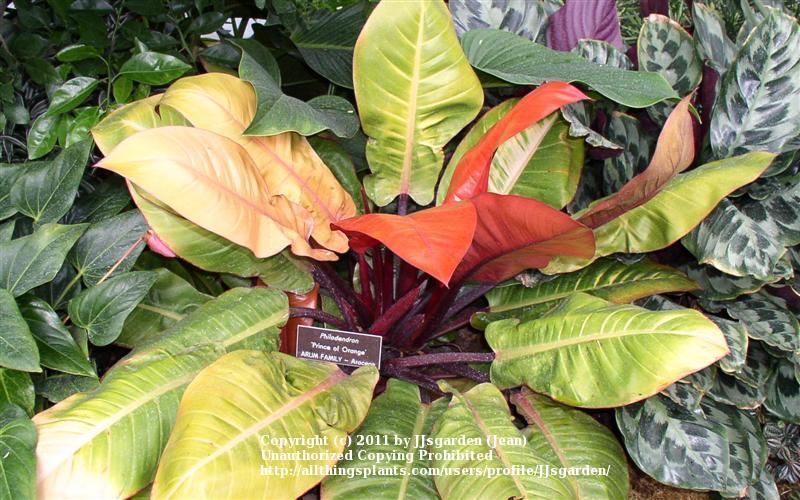 Photo of Philodendron 'Prince of Orange' uploaded by JJsgarden