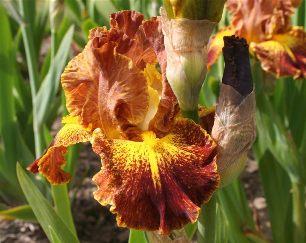 Photo of Intermediate Bearded Iris (Iris 'Action Adventure') uploaded by KentPfeiffer