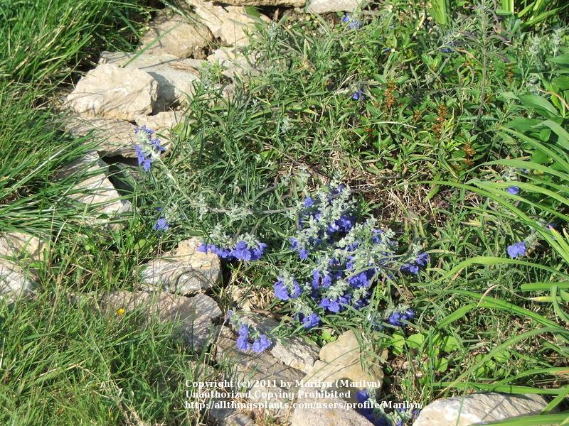 Photo of Blue Sage (Salvia azurea) uploaded by Marilyn