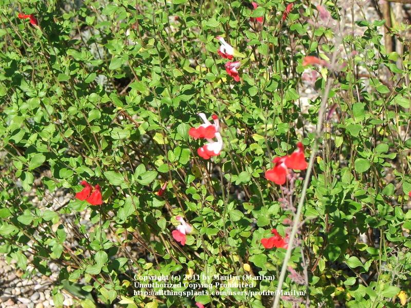 Photo of Blackcurrant Sage (Salvia microphylla 'Hot Lips') uploaded by Marilyn