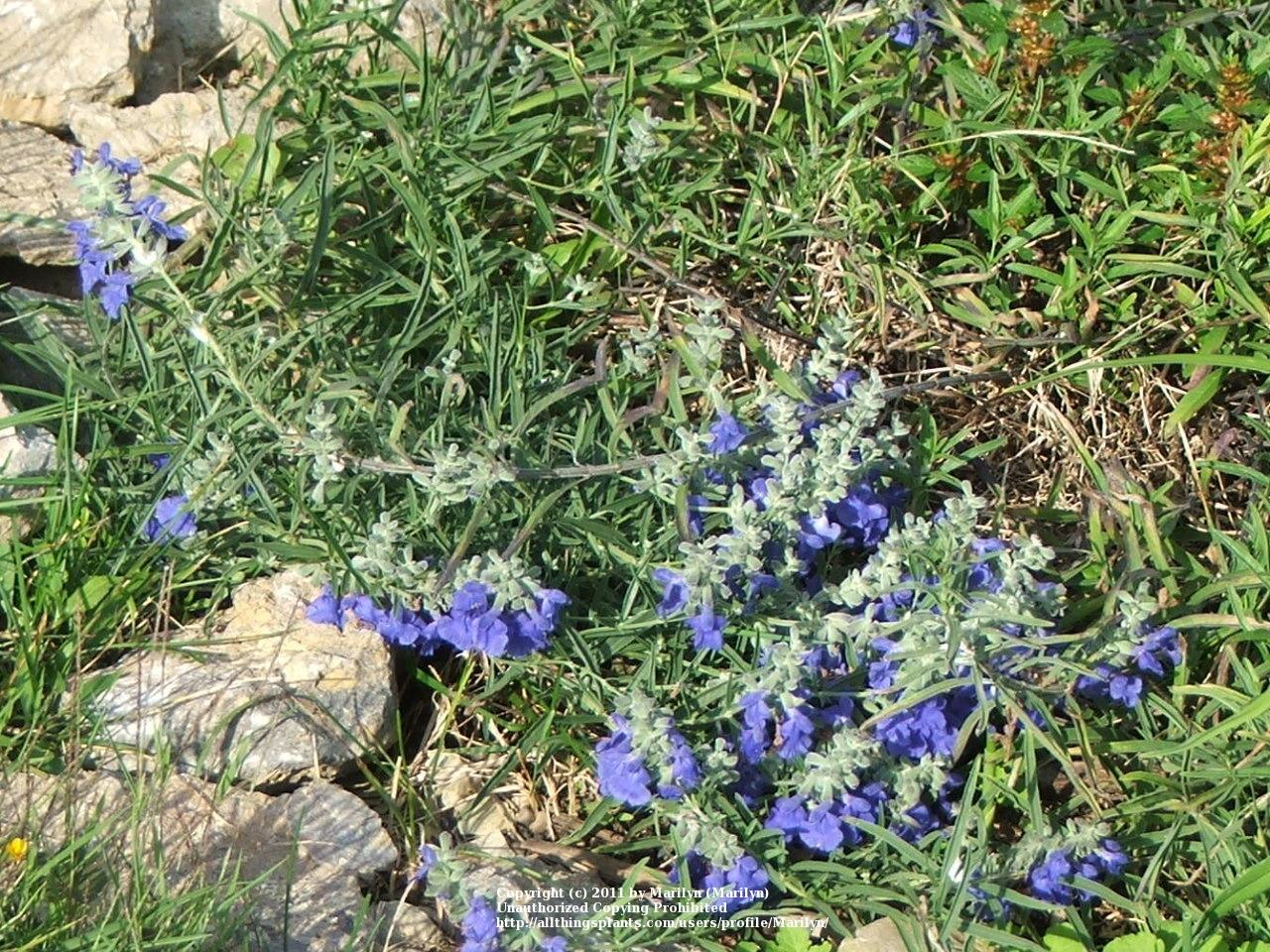 Photo of Blue Sage (Salvia azurea) uploaded by Marilyn