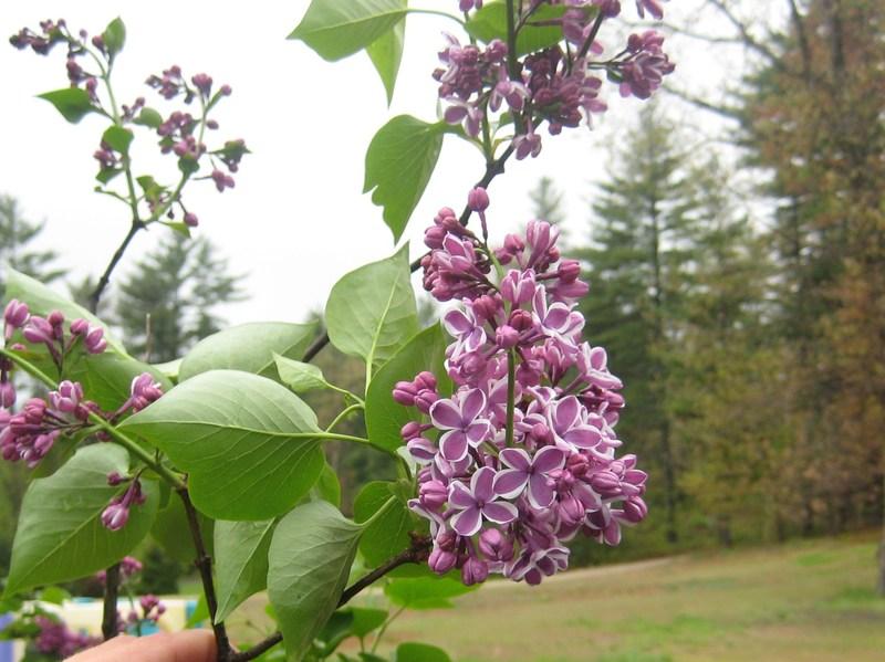 Photo of Common Lilac (Syringa vulgaris 'Sensation') uploaded by NHJenDion
