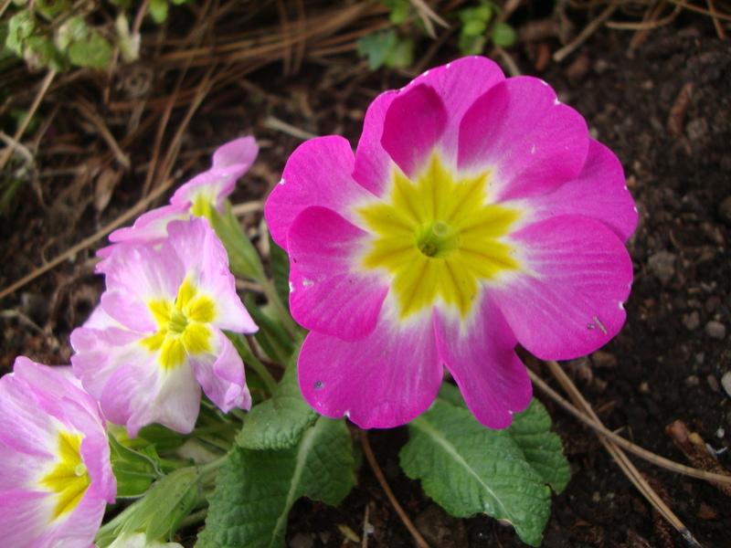 Photo of Polyanthus Primrose (Primula elatior subsp. elatior) uploaded by Paul2032