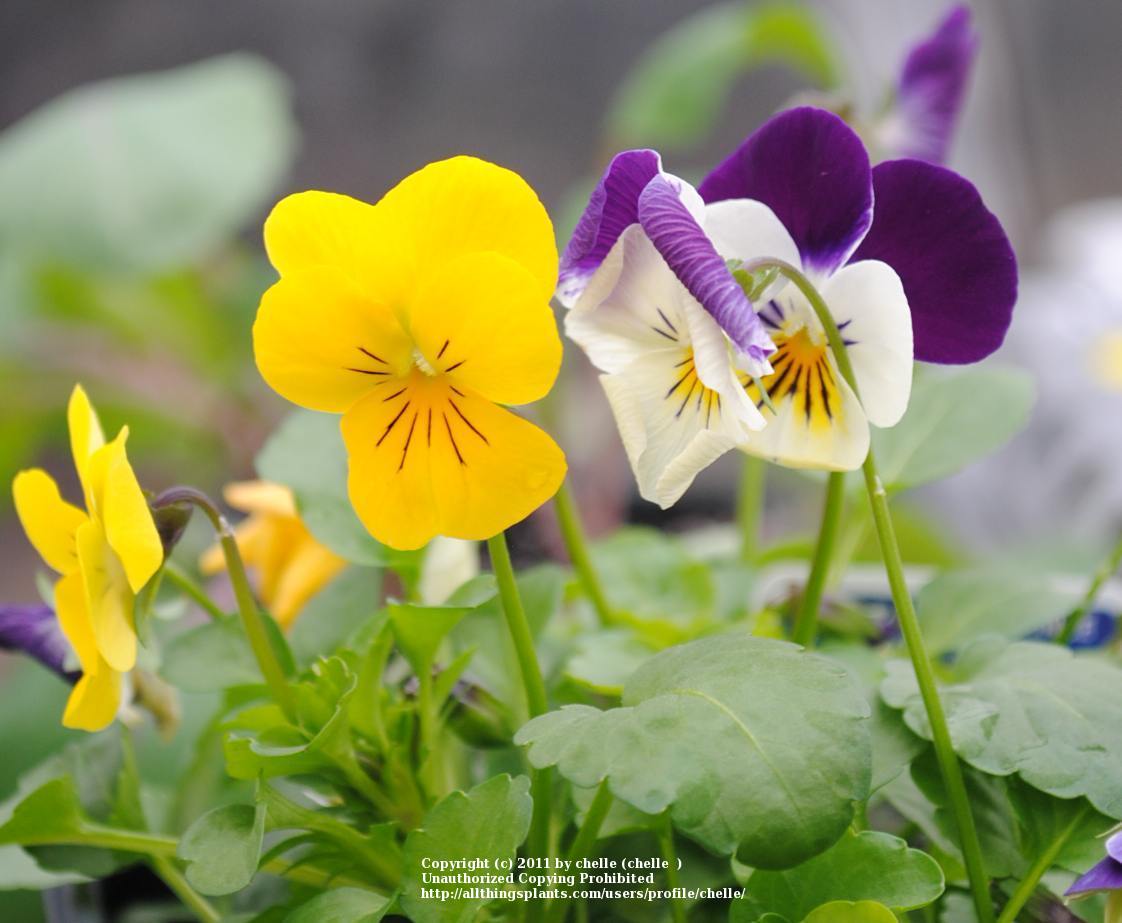 Photo of Johnny Jump-Up (Viola tricolor) uploaded by chelle