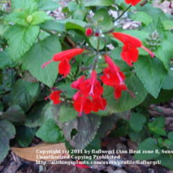 Location: Martin County, Fl. zone 10
Date: 2011-01-01
Salvia coccinea