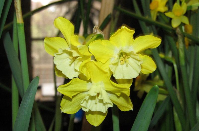 Photo of Jonquilla Daffodil (Narcissus 'Dickcissel') uploaded by jmorth