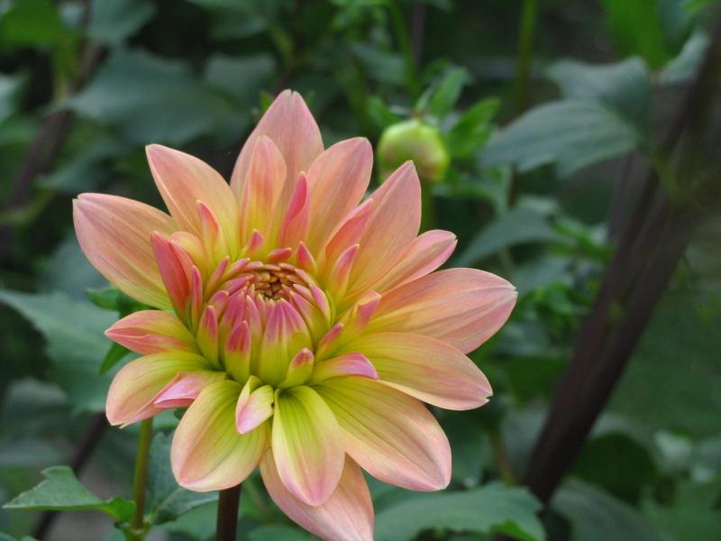 Photo of Dahlia 'Summer's End' uploaded by jmorth