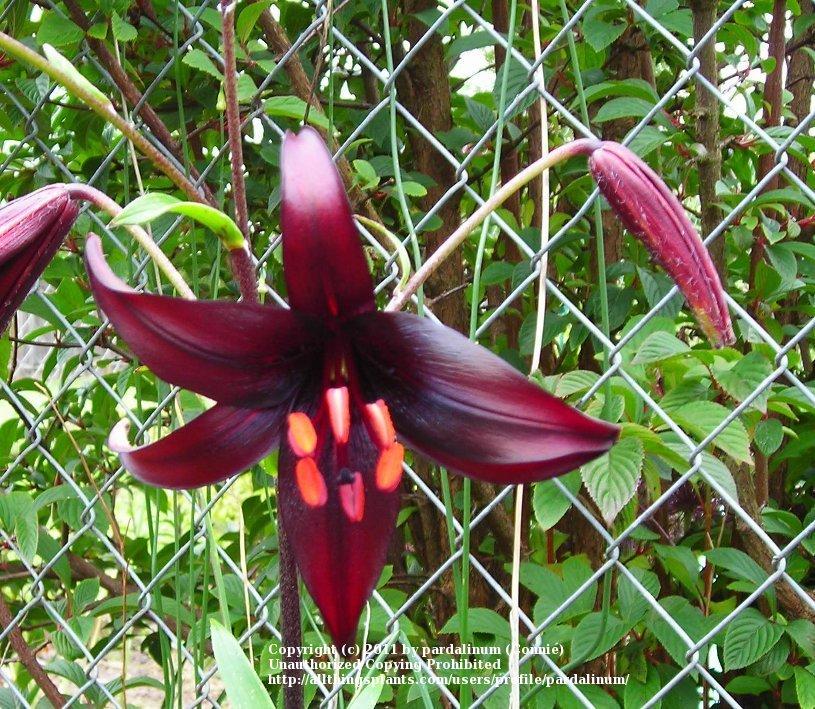 Photo of Lily (Lilium 'Night Flyer') uploaded by pardalinum
