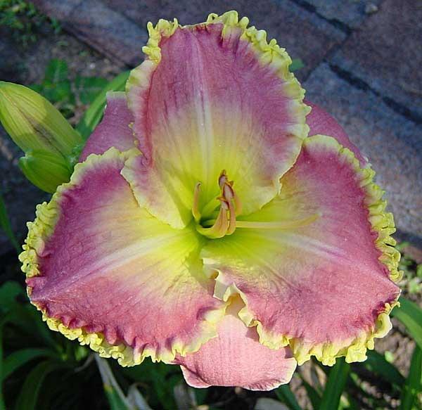 Photo of Daylily (Hemerocallis 'Sheer Excitement') uploaded by Calif_Sue