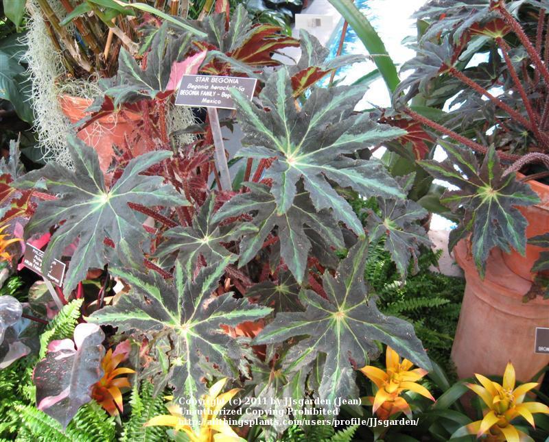 Photo of Star Begonia (Begonia heracleifolia) uploaded by JJsgarden