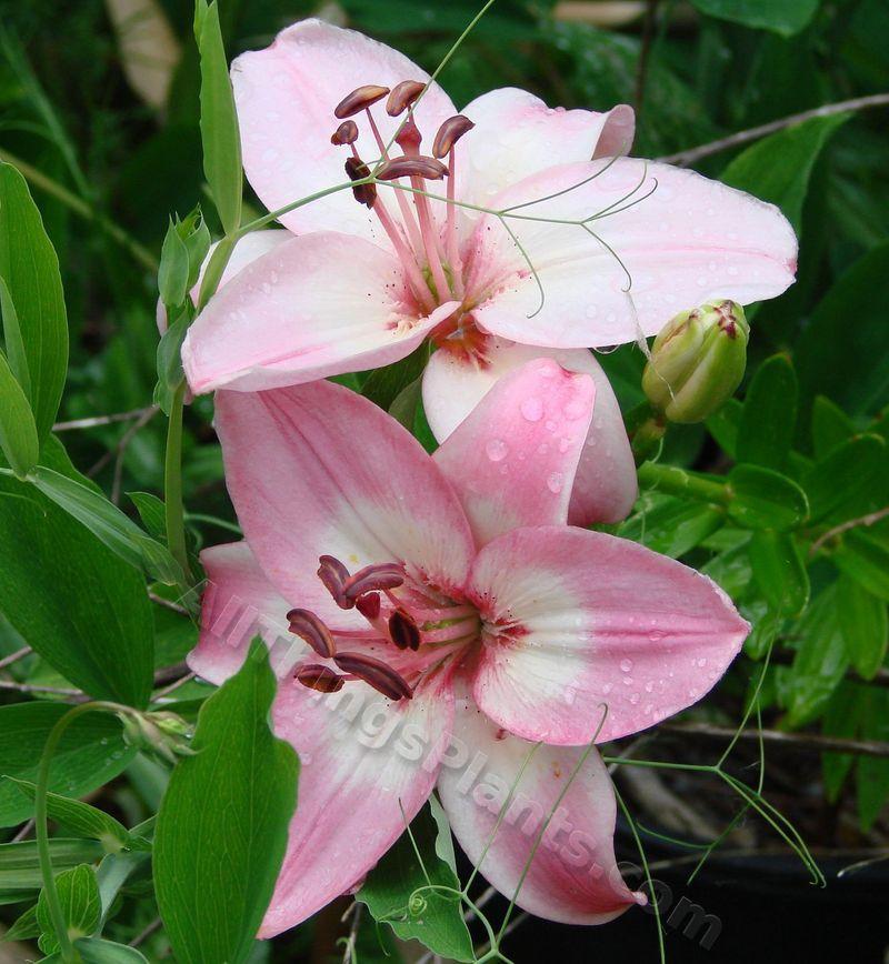 Photo of Lily (Lilium 'Vermeer') uploaded by Joy