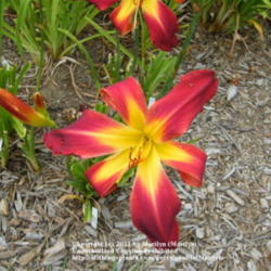 Location: My garden in Kentucky
Date: 2009-07-19
Reddish flower bud!