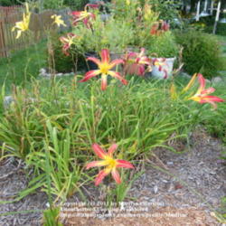 Location: My garden in Kentucky
Date: 2009-08-02
Taken in the evening