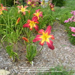 Location: My garden in Kentucky
Date: 2009-07-19
Front and center in the photo.  The other Daylilies are ones by D