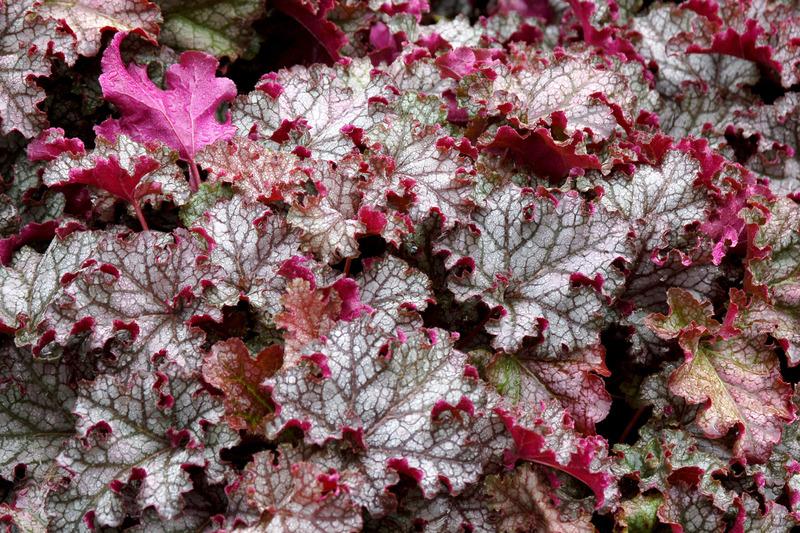 Photo of Coral Bells (Heuchera 'Can Can') uploaded by NJBob
