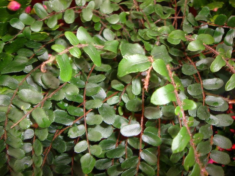 Photo of Button Fern (Pellaea rotundifolia) uploaded by Paul2032
