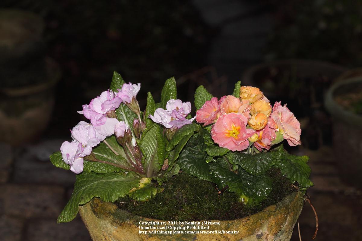 Photo of Polyanthus Primrose (Primula elatior subsp. elatior) uploaded by bonitin