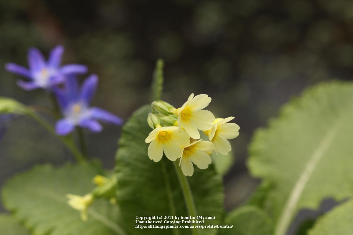 Photo of Primroses (Primula) uploaded by bonitin