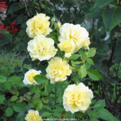 Location: My Northeastern Indiana Gardens - Zone 5b.
Date: 2010-07-30
This is one of those roses that reliably supplies more blooms tha