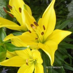 Location: Part Shade Pittsford NYZ6a
Date: 2010-06-25
Truely a short lily.Stunning rich yellow.