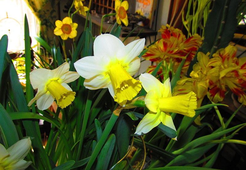 Photo of Large Cup Daffodil (Narcissus 'Smiling Sun') uploaded by jmorth