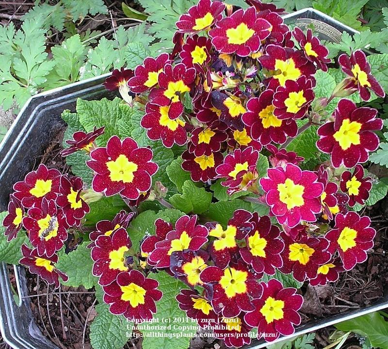 Photo of Hose-in-Hose Primrose (Primula 'You and Me Red Laced') uploaded by zuzu