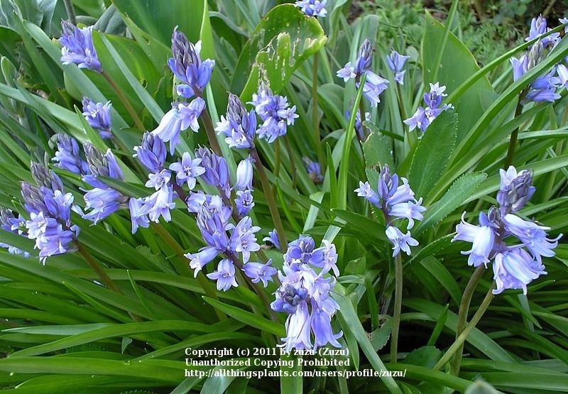 Photo of Spanish Bluebell (Hyacinthoides hispanica) uploaded by zuzu
