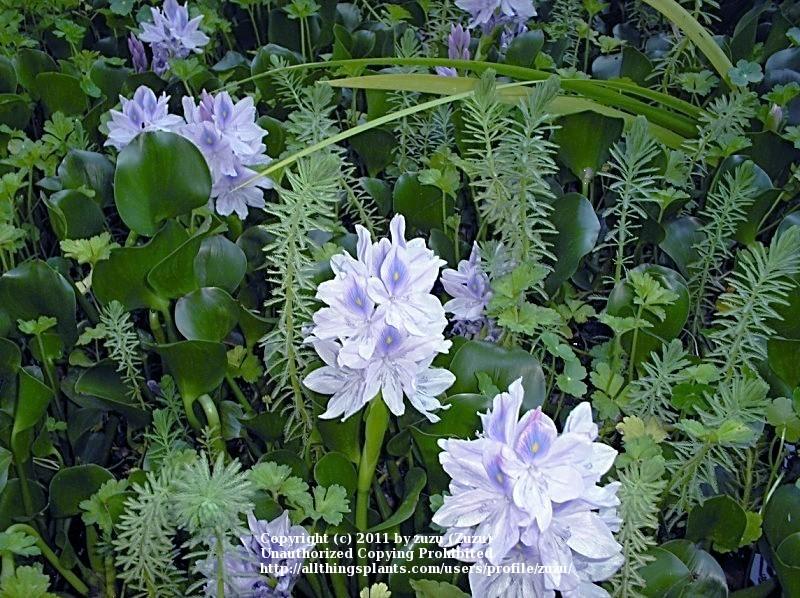 Photo of Water Hyacinth (Eichhornia crassipes) uploaded by zuzu