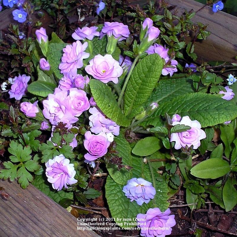 Photo of English Primrose (Primula vulgaris 'Quaker's Bonnet') uploaded by zuzu