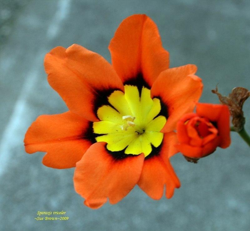 Photo of Harlequin Flower (Sparaxis tricolor) uploaded by Calif_Sue