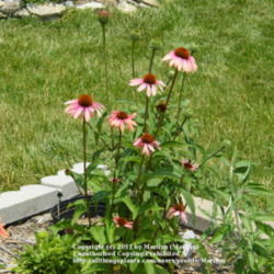 Location: My garden in Kentucky
Date: 2008-06-21
