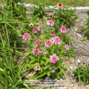Location: My garden in KentuckyDate: 2008-06-21
