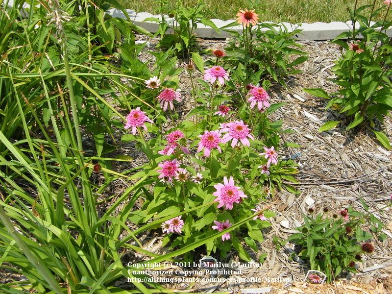 Photo of Coneflower (Echinacea 'Pink Double Delight') uploaded by Marilyn