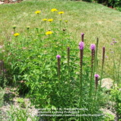 Location: My garden in Kentucky
Date: 2006-06-24