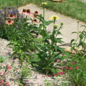 Location: My garden in KentuckyDate: 2006-06-24