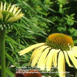 Location: My garden in Kentucky
Date: 2006-07-01
