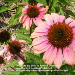 Location: My garden in Kentucky
Date: 2008-06-21
Closeup